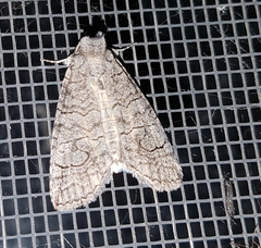 Crypsiprora orthogramma