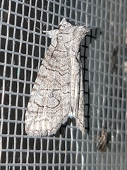 Crypsiprora orthogramma