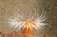 Anthothoe albocincta
