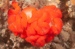 Sycozoa cerebriformis