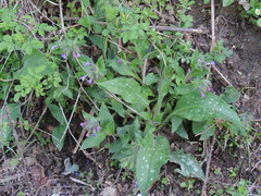 Pulmonaria hirta