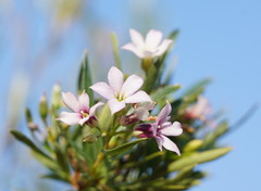 Billardiera cymosa