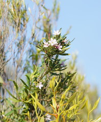Billardiera cymosa