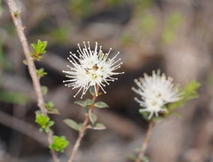 Kunzea pomifera