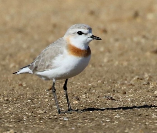 Chestnut-banded Plover (Anarhynchus pallidus), photo 9