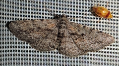 Boarmia suasaria