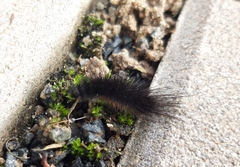 Arctia aulica