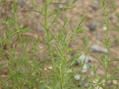 Dittrichia graveolens