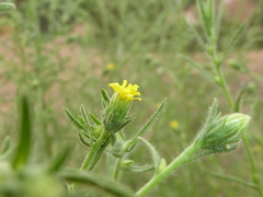 Dittrichia graveolens
