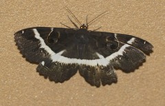 Erebus terminitincta