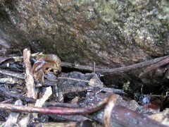 Incilius marmoreus