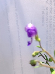 Trichostema setaceum