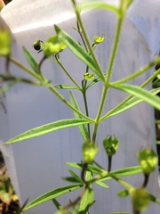 Trichostema setaceum