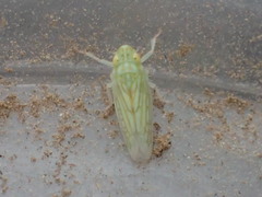 Neocoelidia romantica