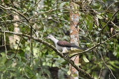 Ducula badia