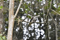 Ducula badia