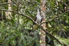 Ducula badia