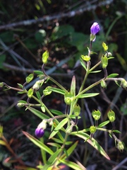 Trichostema setaceum