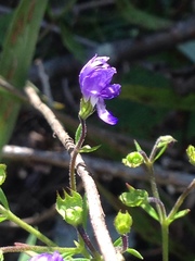 Trichostema setaceum