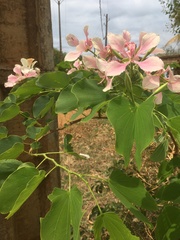 Bauhinia