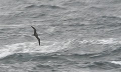 Calonectris leucomelas