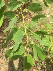 Bauhinia