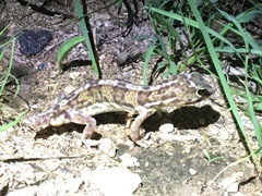Holodactylus africanus
