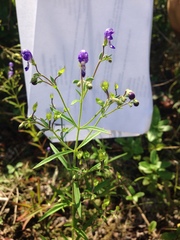 Trichostema setaceum
