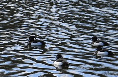 Aythya fuligula