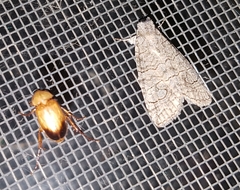 Crypsiprora orthogramma