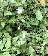 Leptosia nina