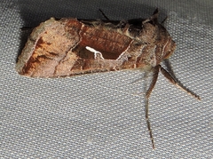 Chrysodeixis subsidens