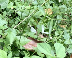 Leptosia nina