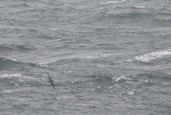 Stercorarius parasiticus