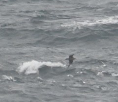 Stercorarius parasiticus