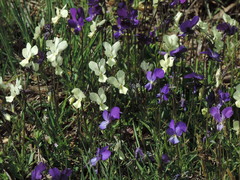 Viola etrusca