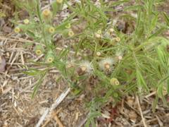 Dittrichia graveolens