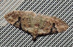Mnesiloba eupitheciata