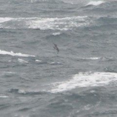 Stercorarius pomarinus