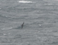 Stercorarius pomarinus