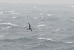 Stercorarius pomarinus