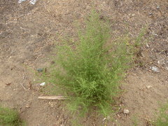 Dittrichia graveolens