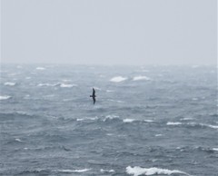 Stercorarius pomarinus