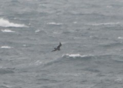 Stercorarius pomarinus