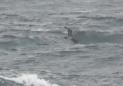 Stercorarius pomarinus