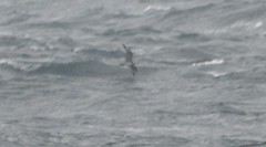 Stercorarius pomarinus