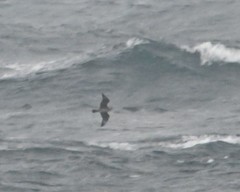 Stercorarius pomarinus