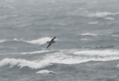 Stercorarius pomarinus