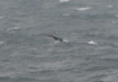 Stercorarius pomarinus