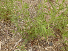Dittrichia graveolens